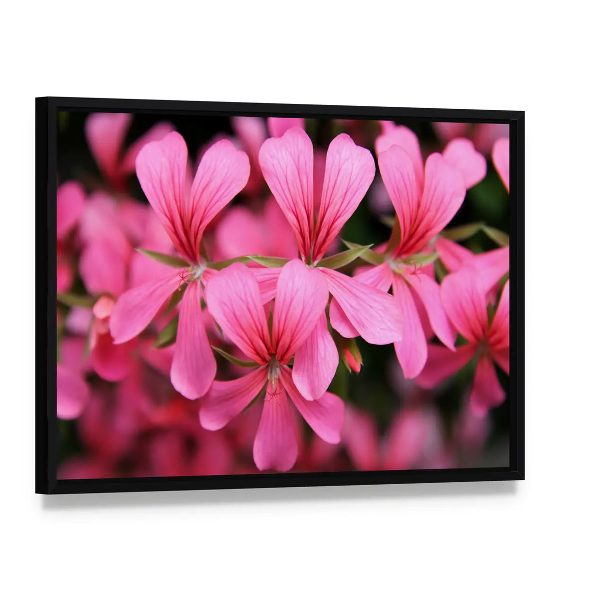 Pink Geranium Cascade Flowers Canvas Wall Art, framed canvas in a black floater frame, angled product view