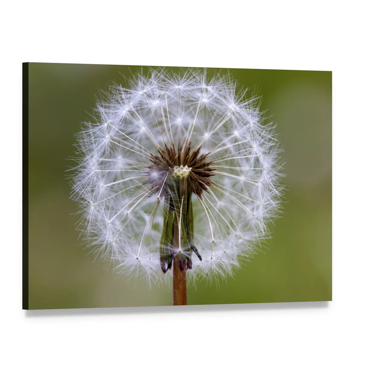 Dandelion Seed Head Close-up Canvas Wall Art, single panel gallery wrapped canvas, angled product view