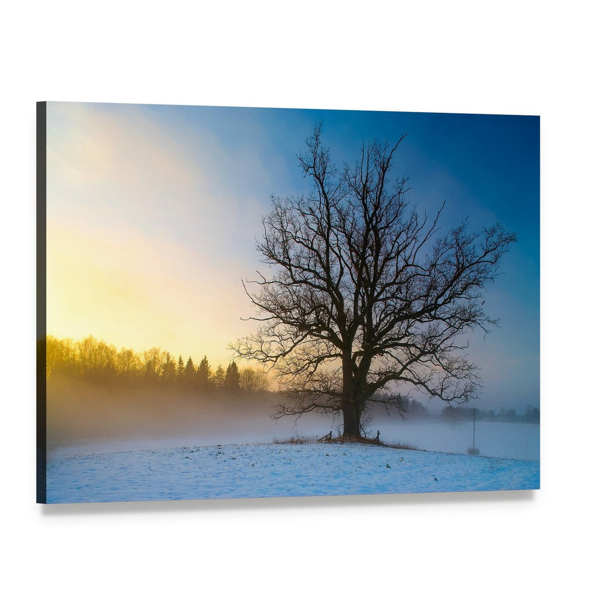 Snow Covered Tree at Sunrise Canvas Wall Art, single panel gallery wrapped canvas, angled product view