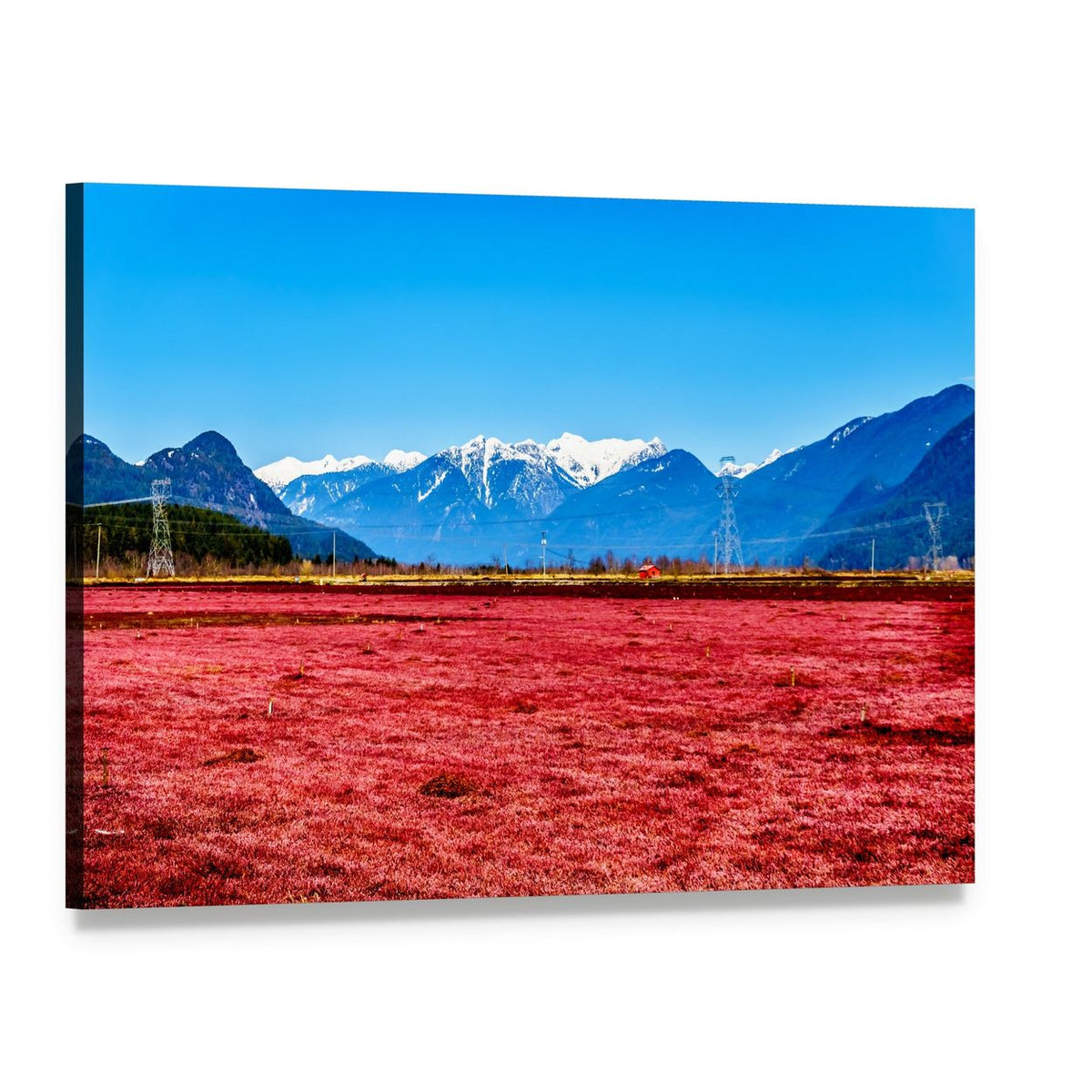 Cranberry Field with Snow-capped Mountains Canvas Wall Art, single panel gallery wrapped canvas, angled product view
