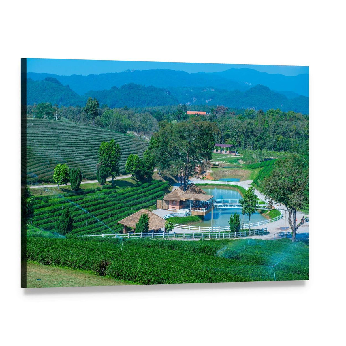 Tea Plantation in Chiang Rai Canvas Wall Art, single panel gallery wrapped canvas, angled product view