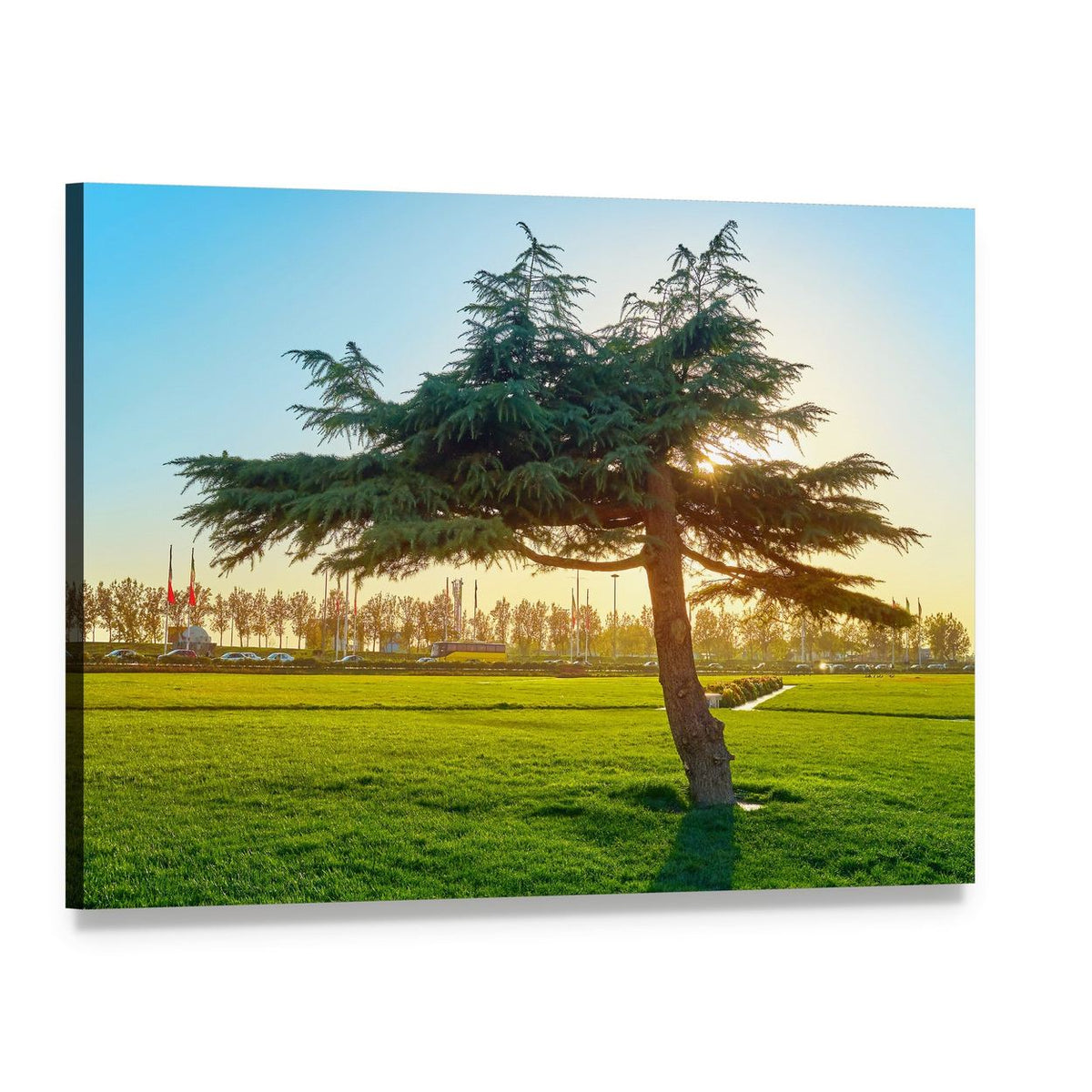 Sunset Sunbeams Through Park Trees Canvas Wall Art, single panel gallery wrapped canvas, angled product view