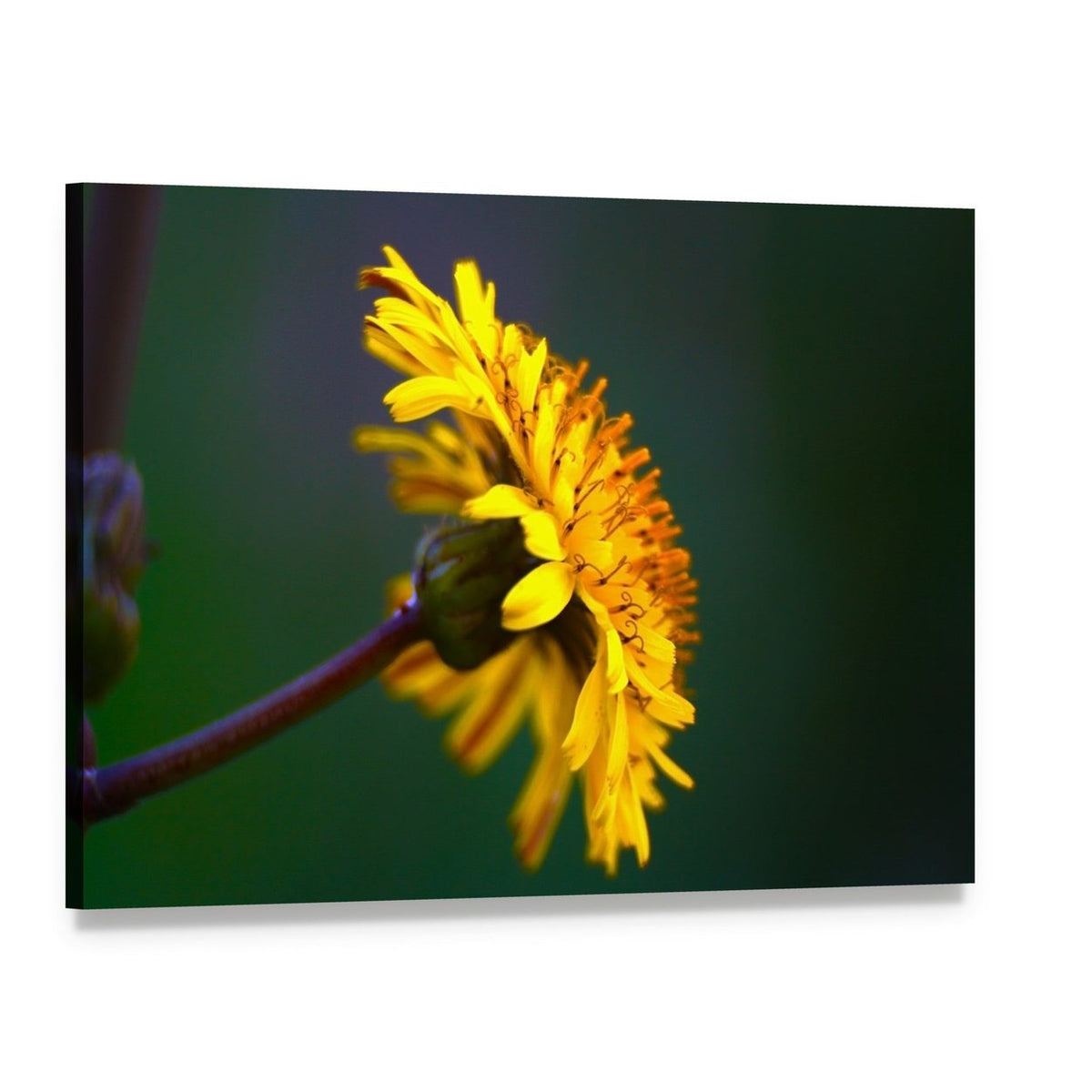 Yellow Dandelion Close-up Canvas Wall Art, single panel gallery wrapped canvas, angled product view