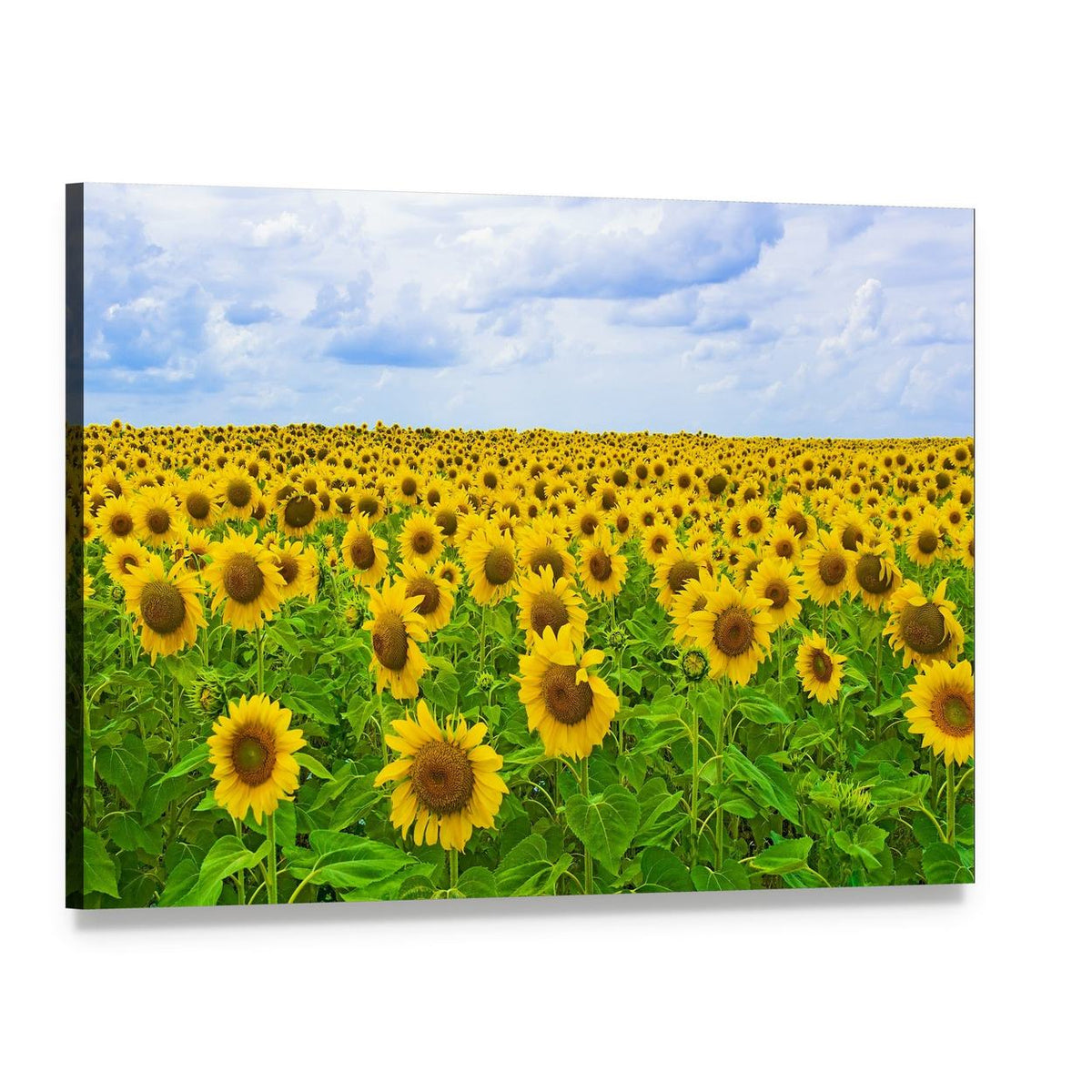 Field of Sunflower Canvas Wall Art, single panel gallery wrapped canvas, angled product view