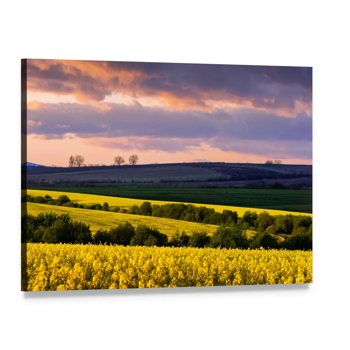 Blooming Rapeseed Field at Sunset Canvas Wall Art, single panel gallery wrapped canvas, angled product view