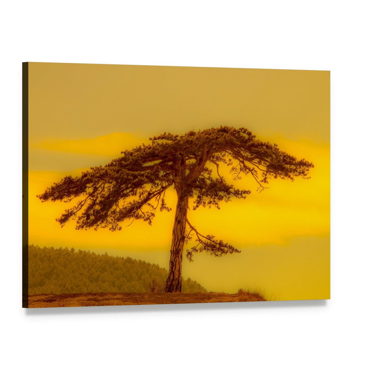 Lonely Tree on Hill Canvas Wall Art, single panel gallery wrapped canvas, angled product view