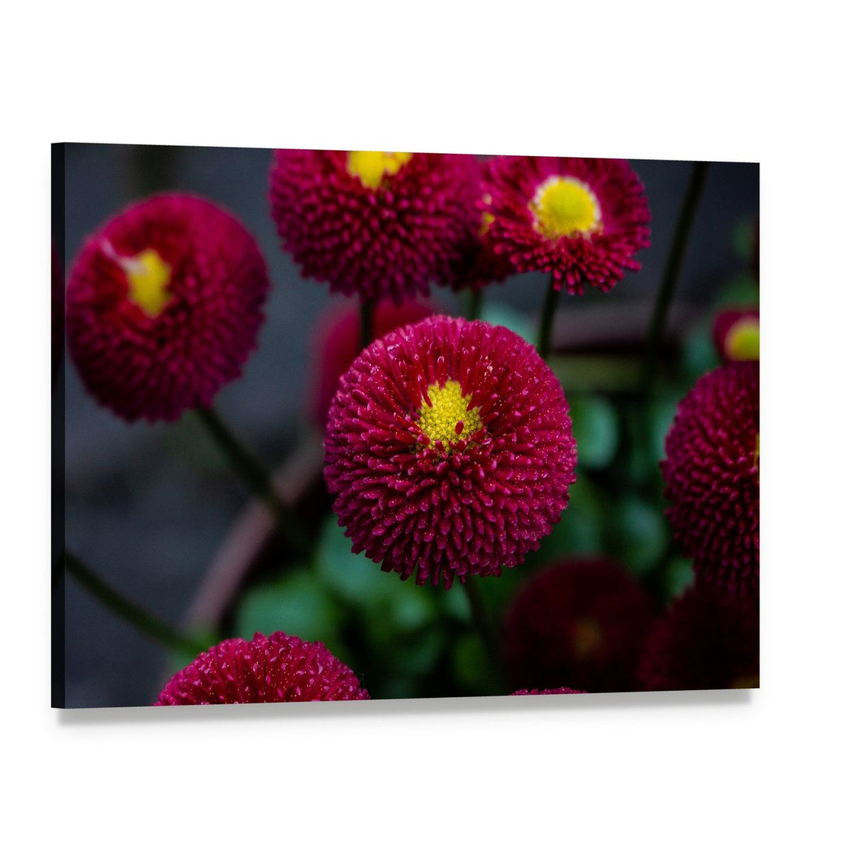 Red Daisies Close-up with Dew Drops Canvas Wall Art, single panel gallery wrapped canvas, angled product view