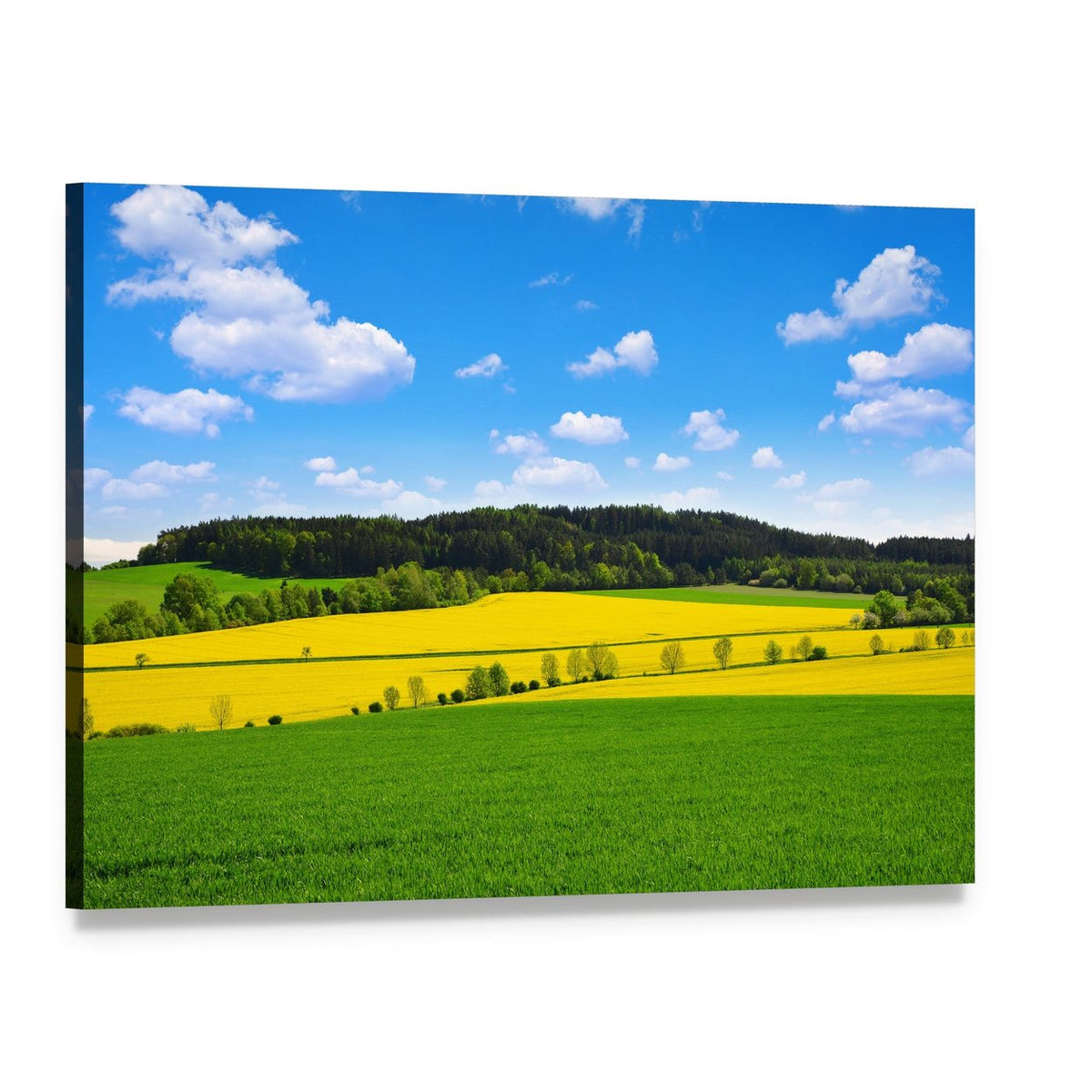 Rapeseed and Green Wheat Field Canvas Wall Art, single panel gallery wrapped canvas, angled product view
