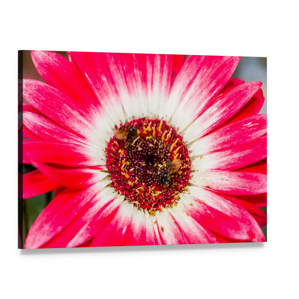 Gerbera Daisy Close-up with Bees Canvas Wall Art, single panel gallery wrapped canvas, angled product view