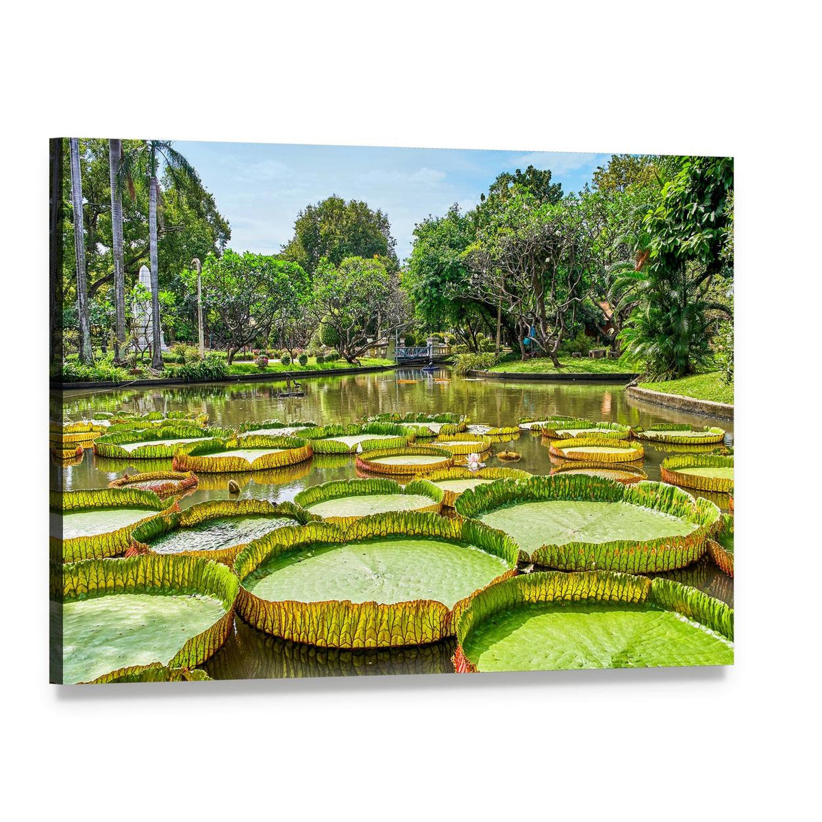 Victoria Amazonica Giant Water Lilies Canvas Wall Art, single panel gallery wrapped canvas, angled product view