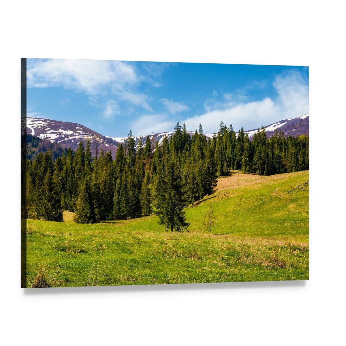 Spruce Forest on Grassy Hills Canvas Wall Art, single panel gallery wrapped canvas, angled product view