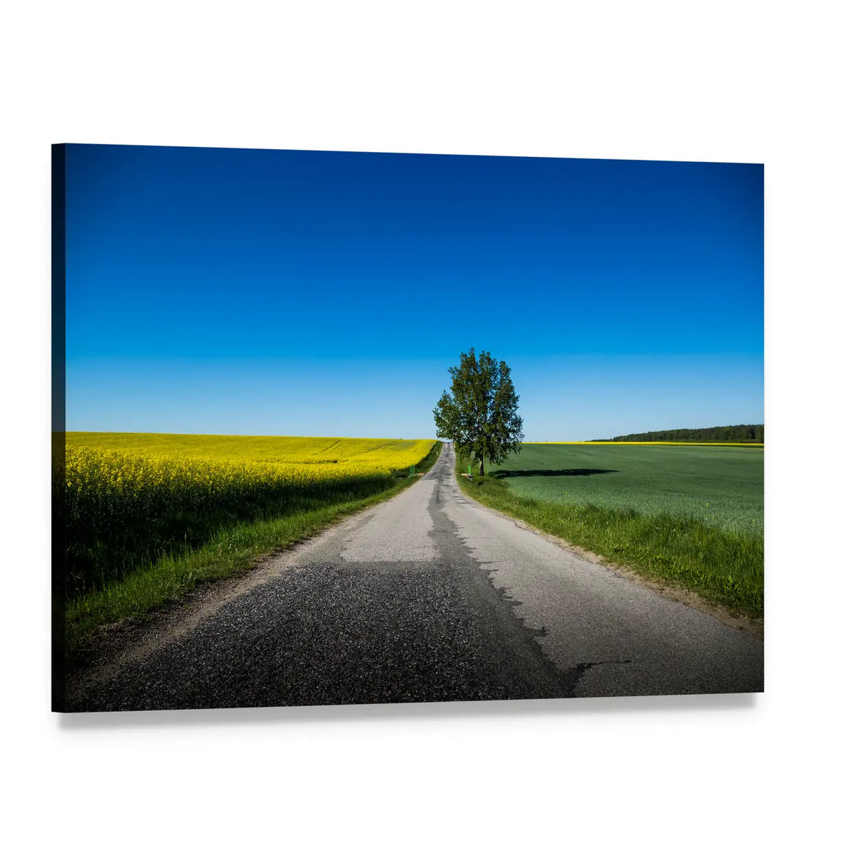 Yellow Rapeseed Field Canvas Wall Art, single panel gallery wrapped canvas, angled product view
