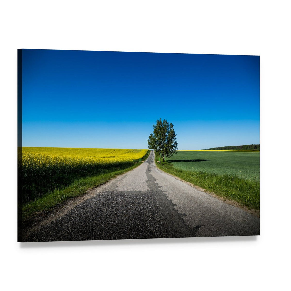 Country Road Through Rapeseed Field Canvas Wall Art, single panel gallery wrapped canvas, angled product view