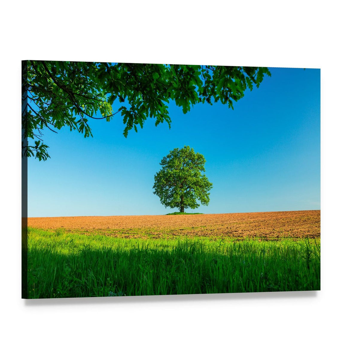 Tree in Field Under Blue Sky Canvas Wall Art, single panel gallery wrapped canvas, angled product view