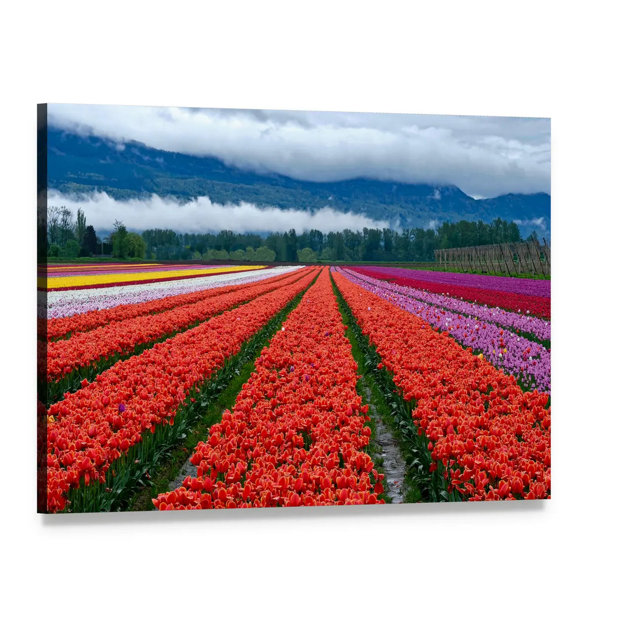 Red Tulip Field with Misty Mountains Canvas Wall Art, single panel gallery wrapped canvas, angled product view