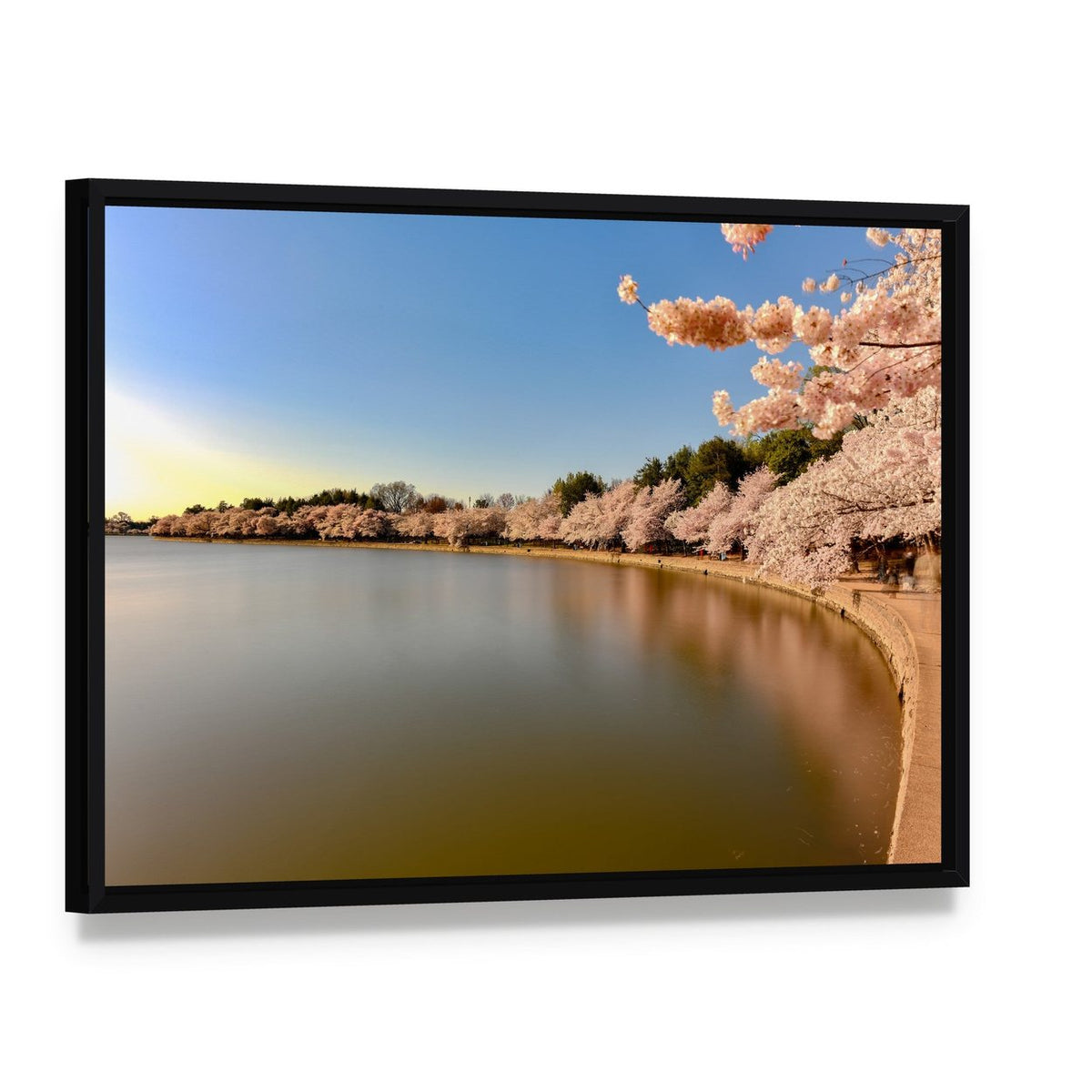 Cherry Blossoms at Tidal Basin Canvas Wall Art, framed canvas in a black floater frame, angled product view