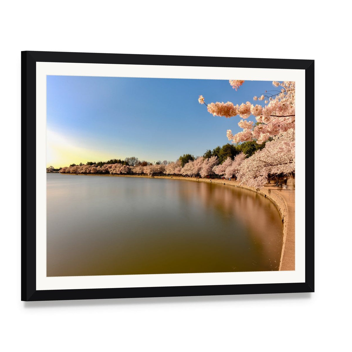 Cherry Blossoms at Tidal Basin Canvas Wall Art, framed print with white mat and black frame, angled product view