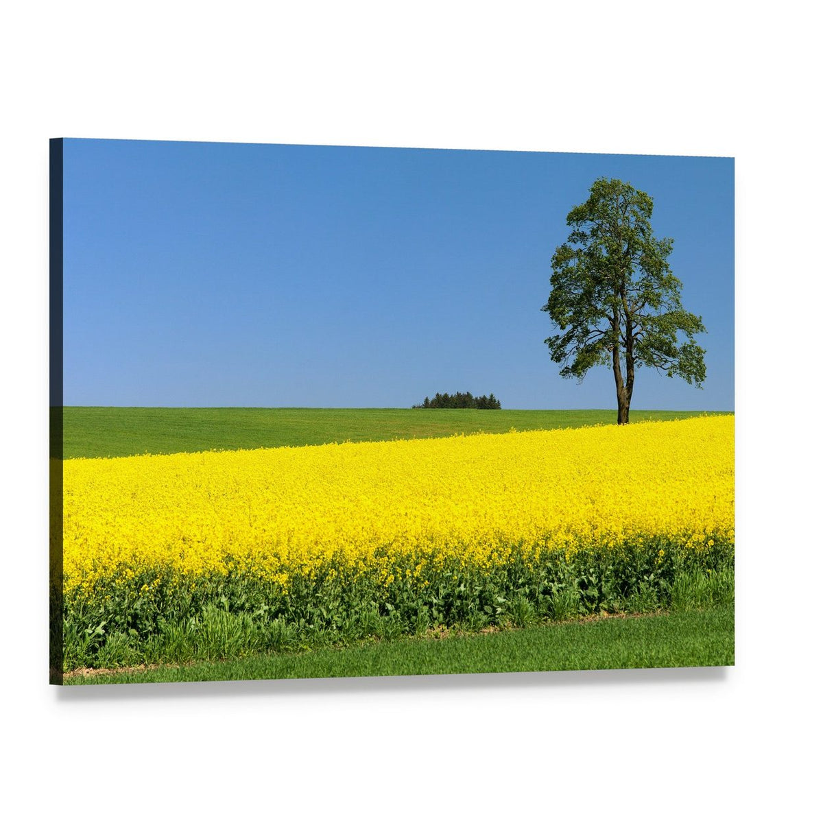 Rapeseed Field with Solitary Tree Canvas Wall Art, single panel gallery wrapped canvas, angled product view