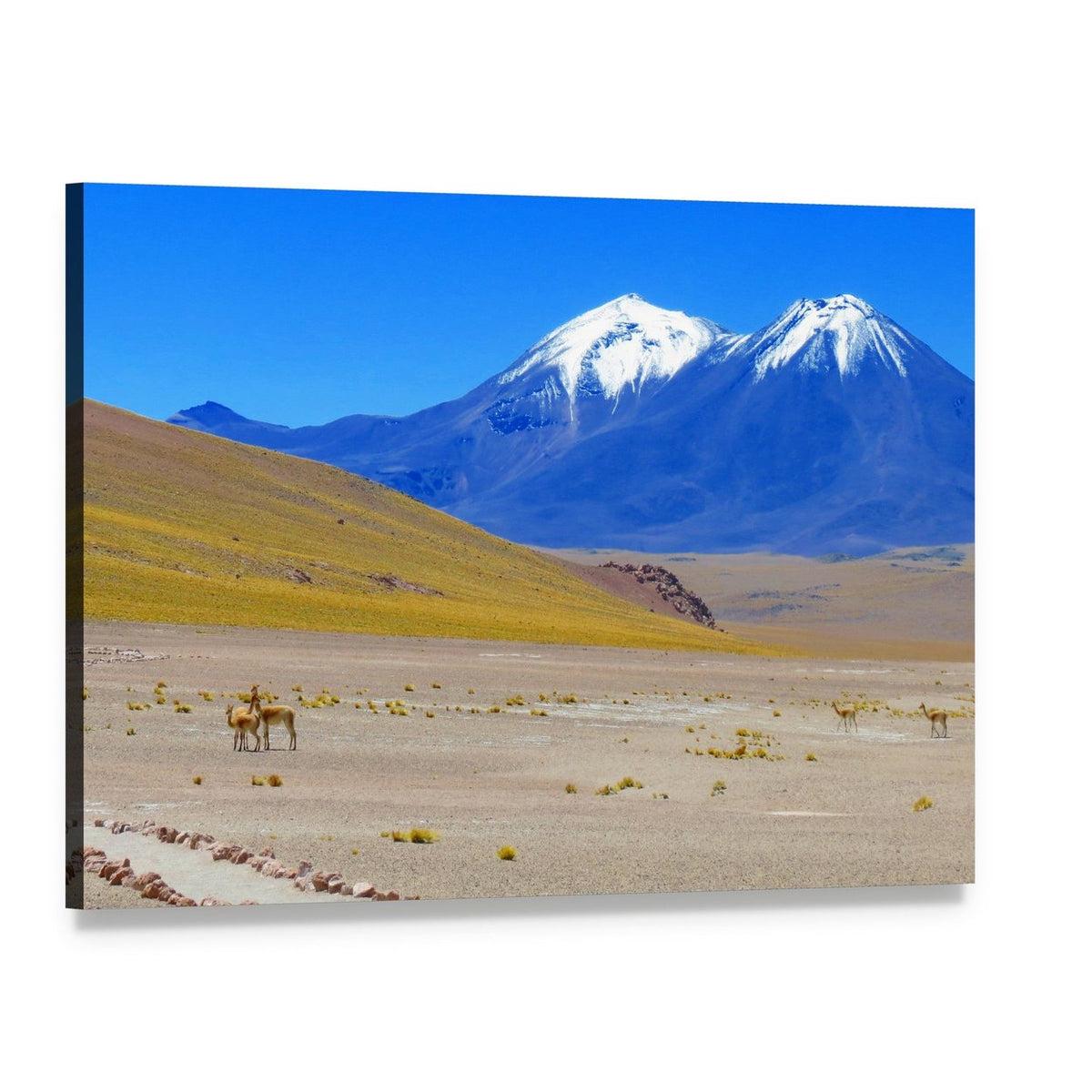 Chilean Highlands with Two Vicuñas Canvas Wall Art, single panel gallery wrapped canvas, angled product view