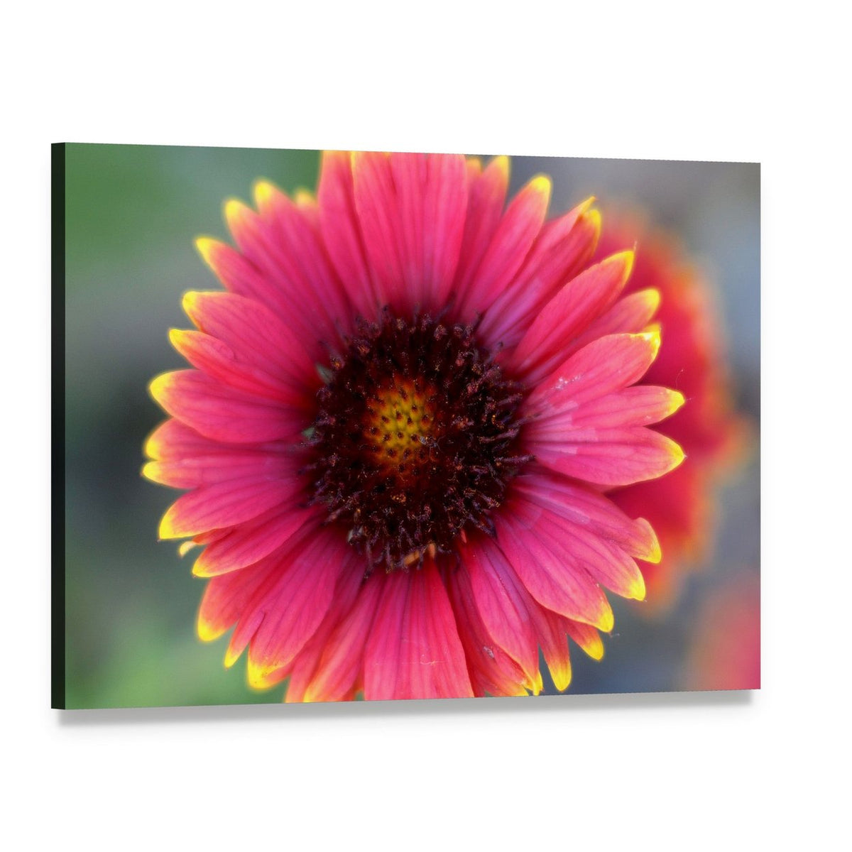 Ripe Red Flower Close-up Canvas Wall Art, single panel gallery wrapped canvas, angled product view