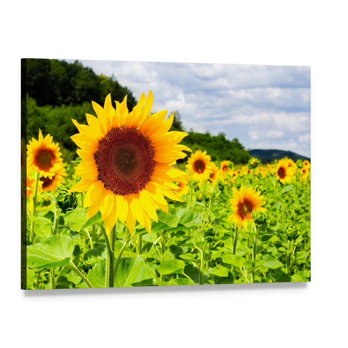 Large Sunflower in Sunny Field Canvas Wall Art, single panel gallery wrapped canvas, angled product view
