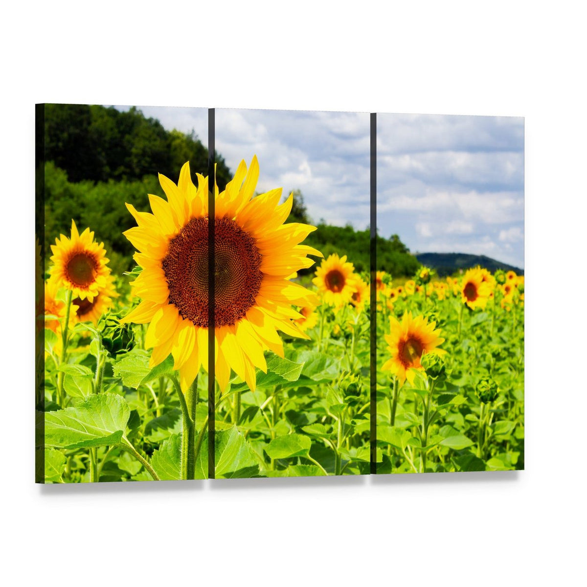 Large Sunflower in Sunny Field Canvas Wall Art, 3 panel 3 Horizontal layout gallery wrapped canvas set, angled product view
