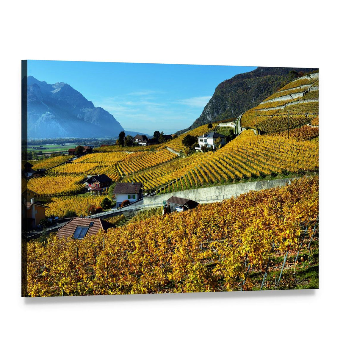 Autumn Vineyard Panorama Canvas Wall Art, single panel gallery wrapped canvas, angled product view