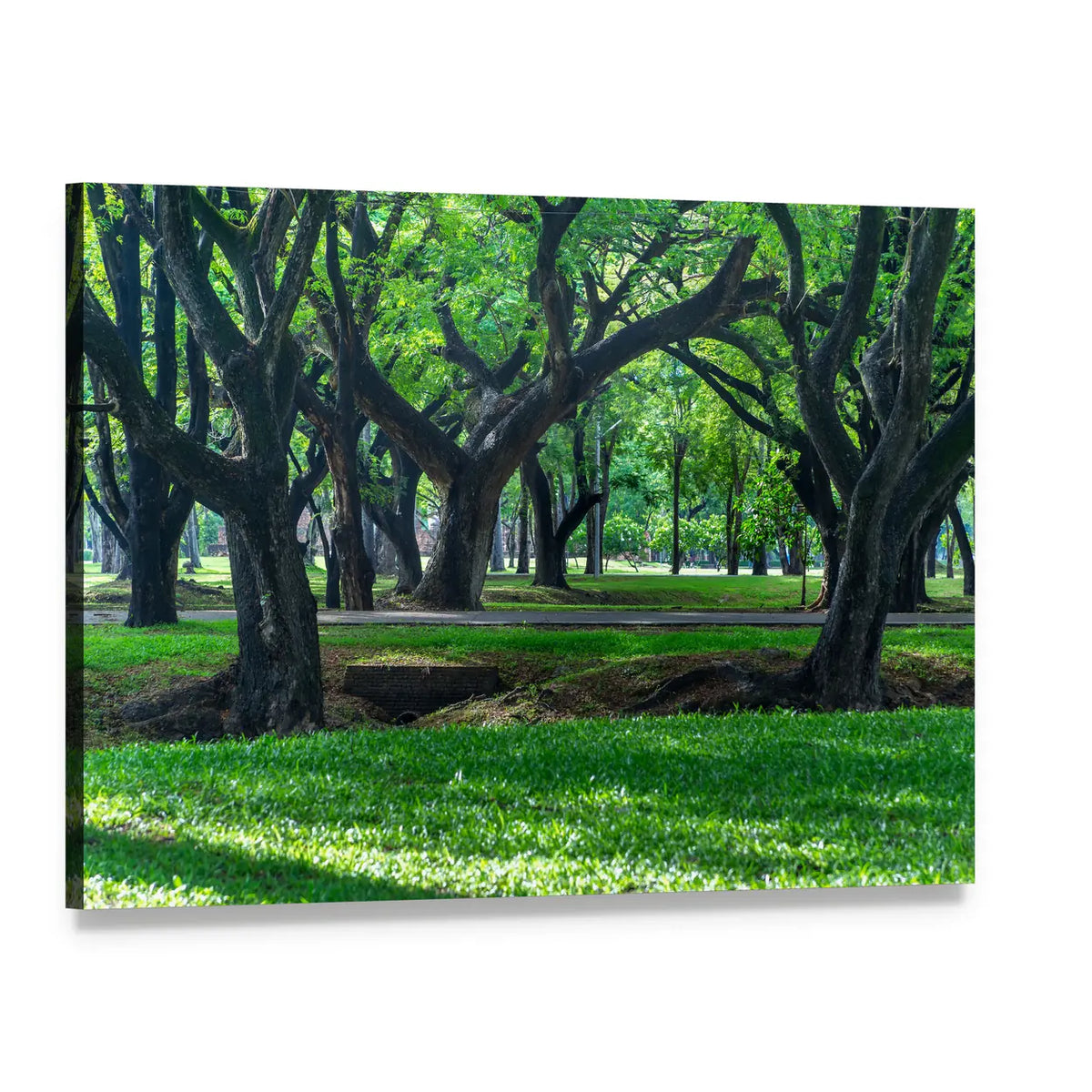 Park with Gnarled Tree Trunks Canvas Wall Art, single panel gallery wrapped canvas, angled product view