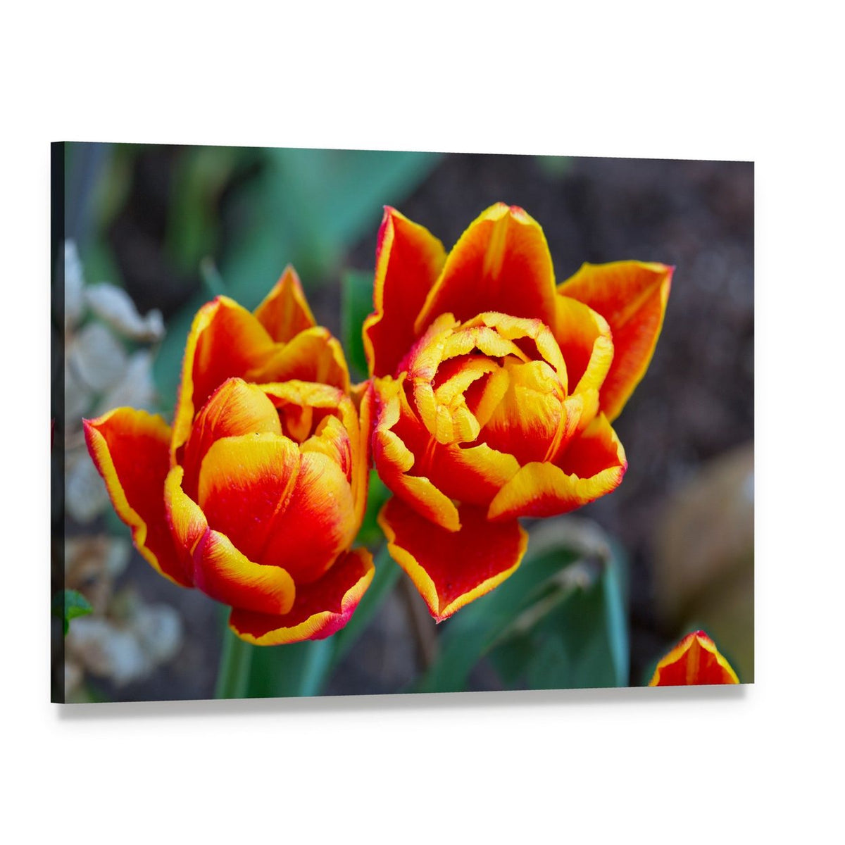 Red Tulips Close-up Canvas Wall Art, single panel gallery wrapped canvas, angled product view