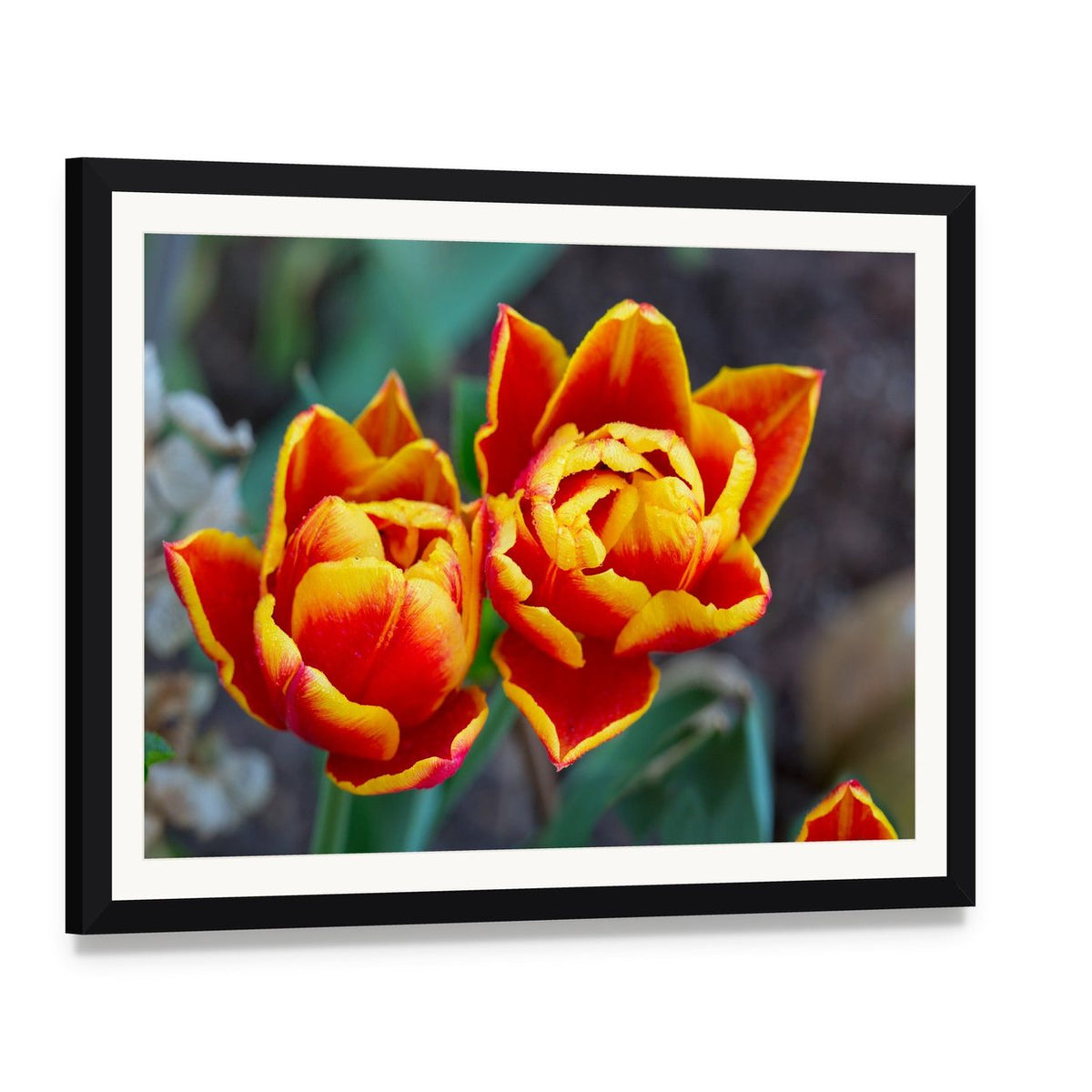 Red Tulips Close-up Canvas Wall Art, framed print with white mat and black frame, angled product view