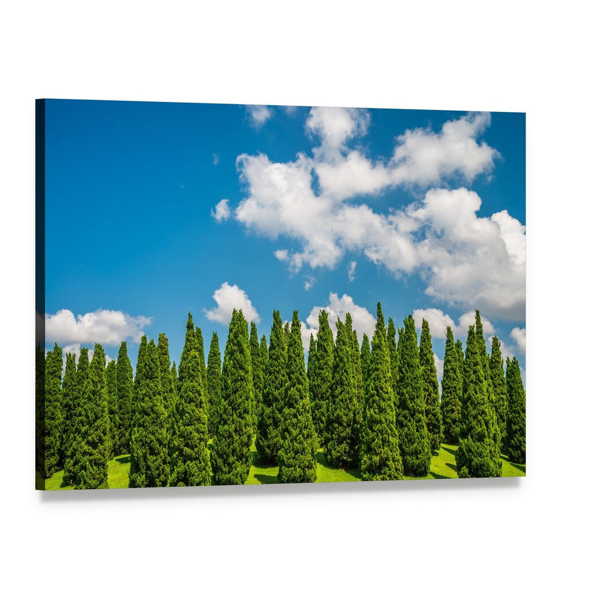 Tall Cypress Trees Under Blue Sky Canvas Wall Art, single panel gallery wrapped canvas, angled product view