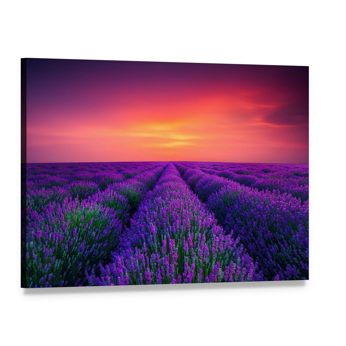 Blooming Lavender Field at Sunset Canvas Wall Art, single panel gallery wrapped canvas, angled product view