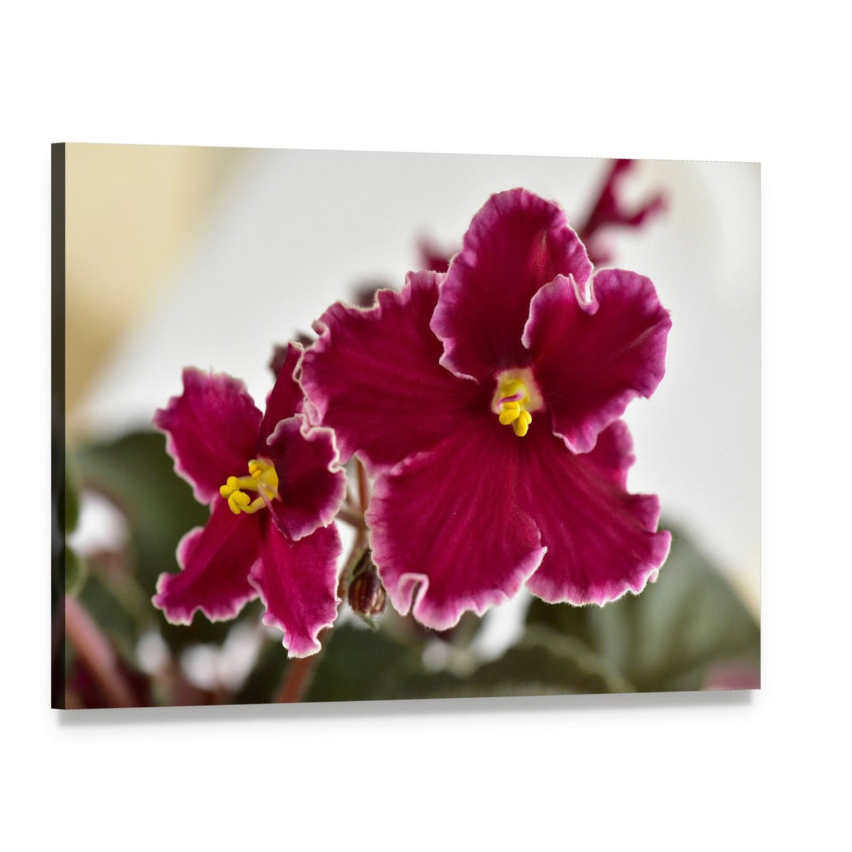 African Violet Close-up Photograph Canvas Wall Art, single panel gallery wrapped canvas, angled product view