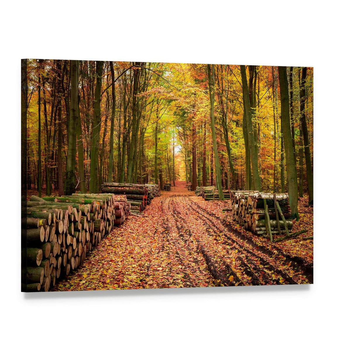 Stumped Tree in Autumn Forest Canvas Wall Art, single panel gallery wrapped canvas, angled product view
