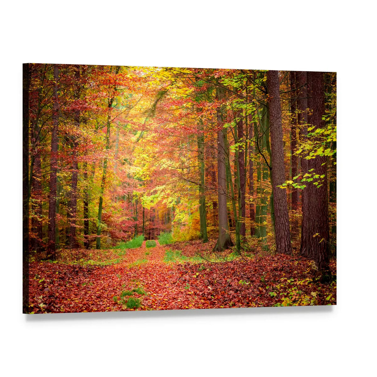 Golden Green Forest Path Canvas Wall Art, single panel gallery wrapped canvas, angled product view