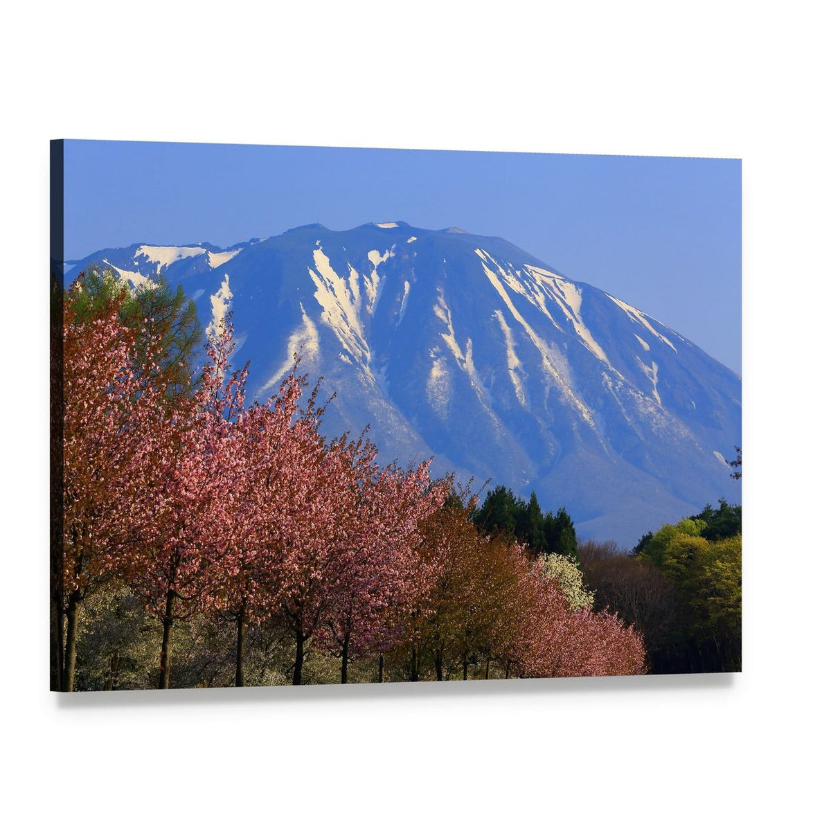 Snow-capped Mountain with Cherry Blossoms Canvas Wall Art, single panel gallery wrapped canvas, angled product view