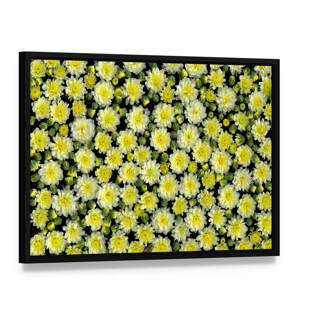 Yellow and White Chrysanthemums Canvas Wall Art, framed canvas in a black floater frame, angled product view