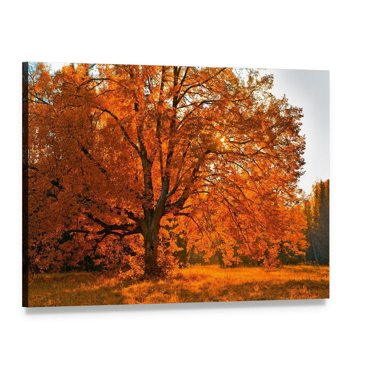 Yellow Leaves in Autumn Canvas Wall Art, single panel gallery wrapped canvas, angled product view