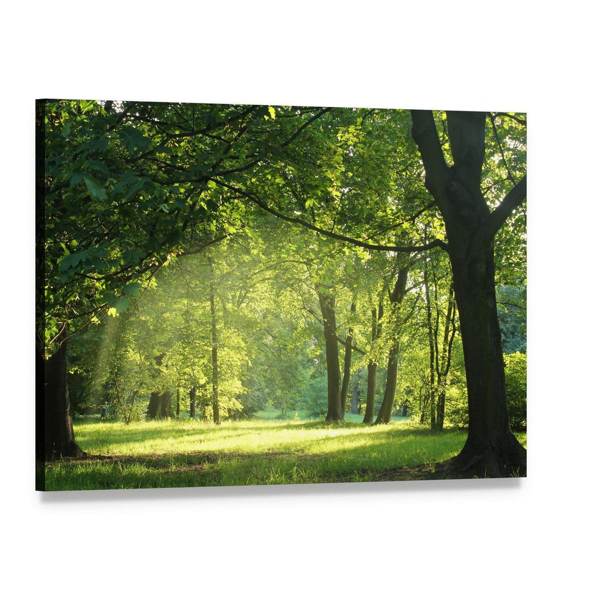 Sunlit Forest with Trees in Summer Canvas Wall Art, single panel gallery wrapped canvas, angled product view