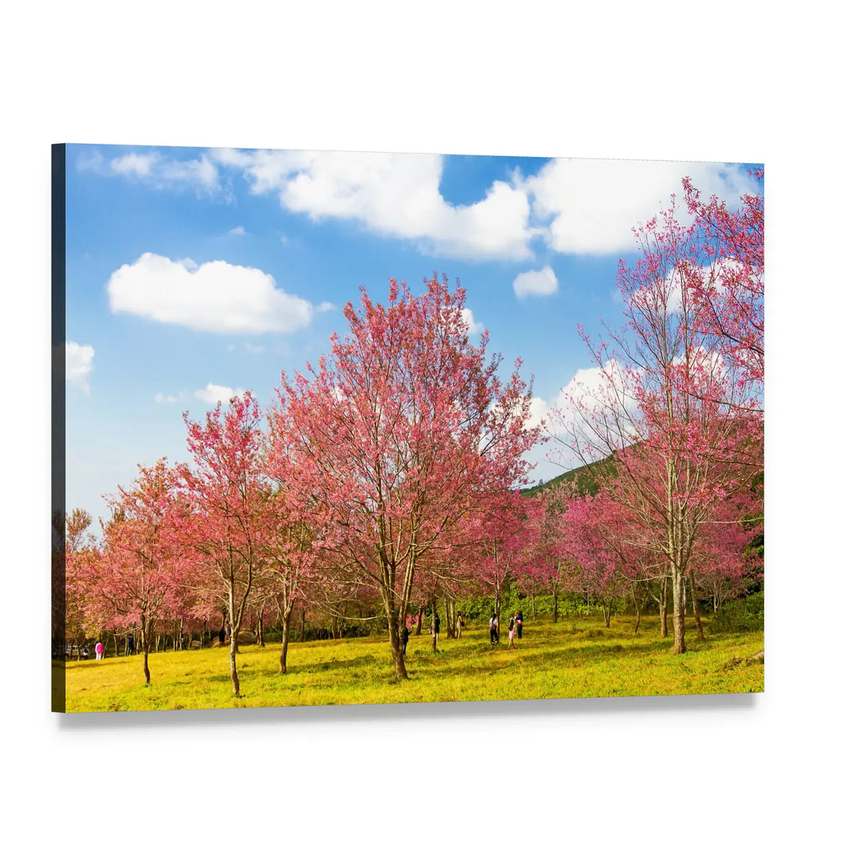 Pink Cherry Blossoms in a Field Canvas Wall Art, single panel gallery wrapped canvas, angled product view
