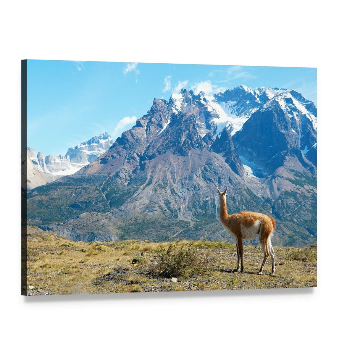 Guanaco in Torres Del Paine Canvas Wall Art, single panel gallery wrapped canvas, angled product view
