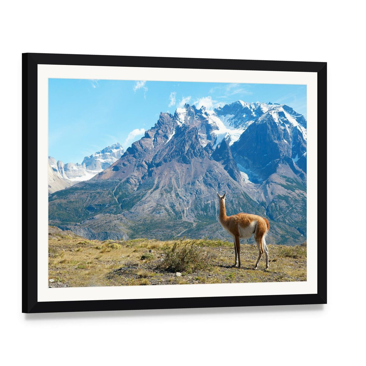 Guanaco in Torres Del Paine Canvas Wall Art, framed print with white mat and black frame, angled product view