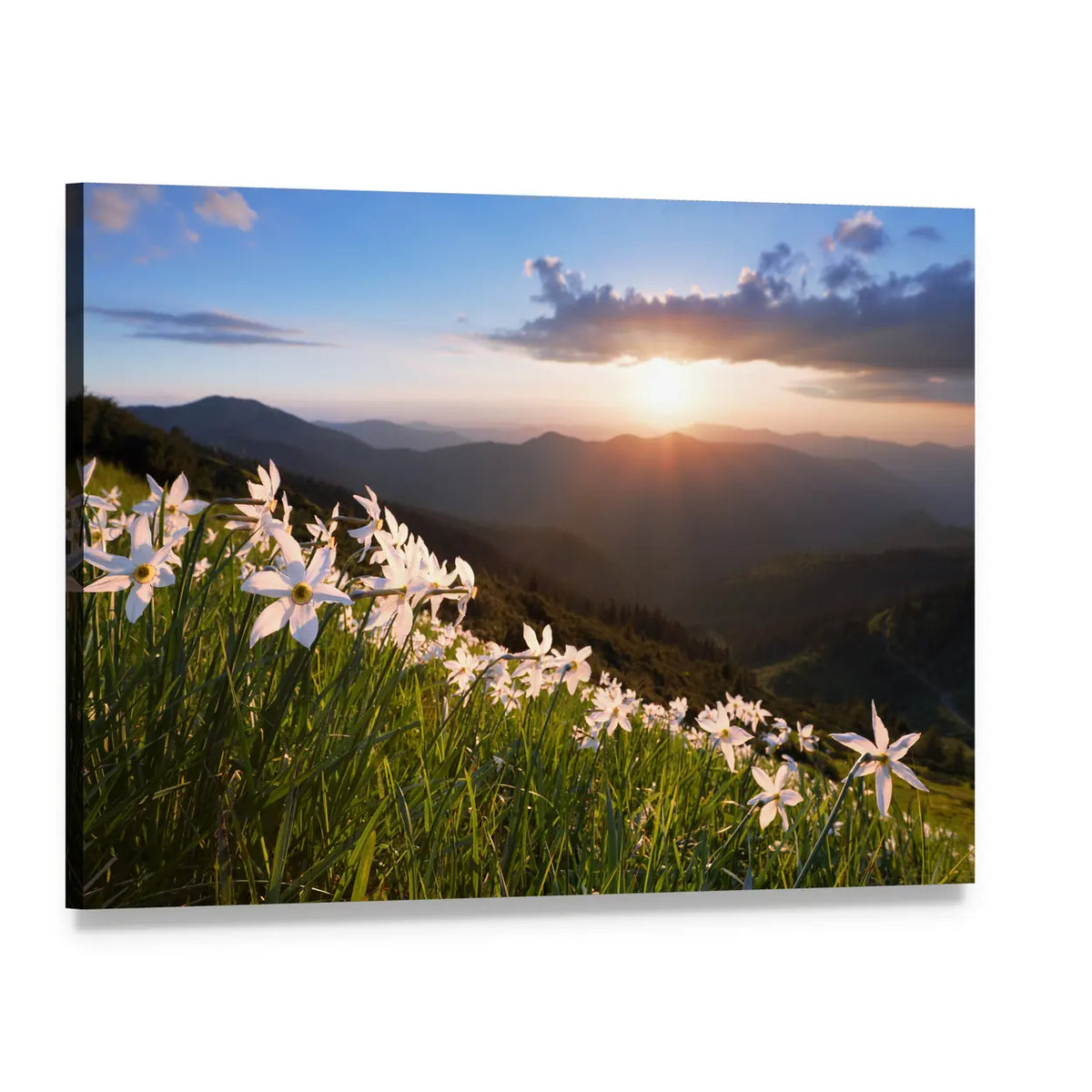 Daffodils on Misty Mountain Meadow Canvas Wall Art, single panel gallery wrapped canvas, angled product view