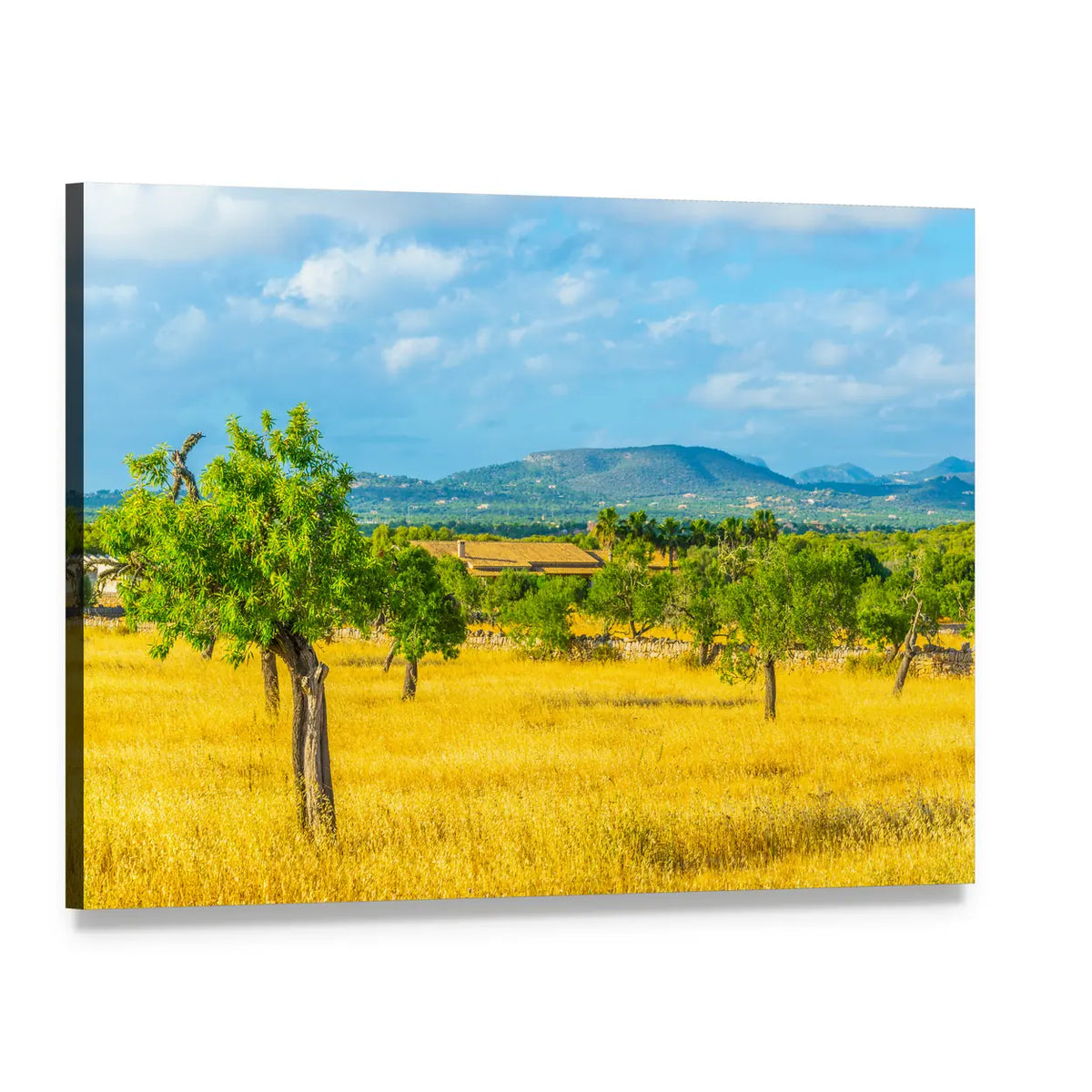 Mallorca Countryside with Golden Field Canvas Wall Art, single panel gallery wrapped canvas, angled product view
