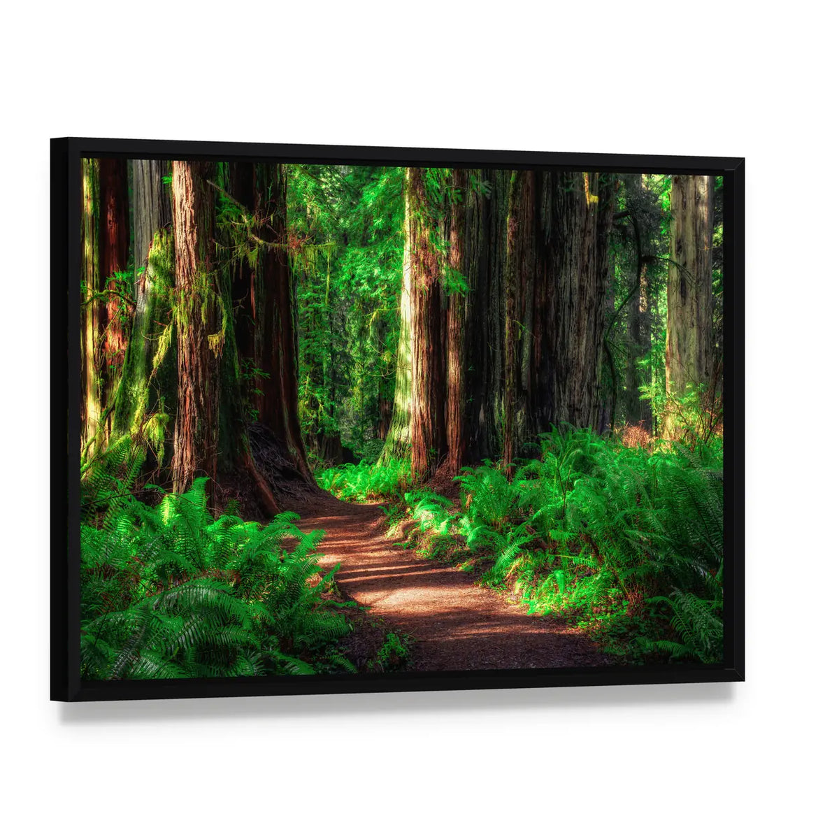 Scenic Redwood Forest Path Canvas Wall Art, framed canvas in a black floater frame, angled product view