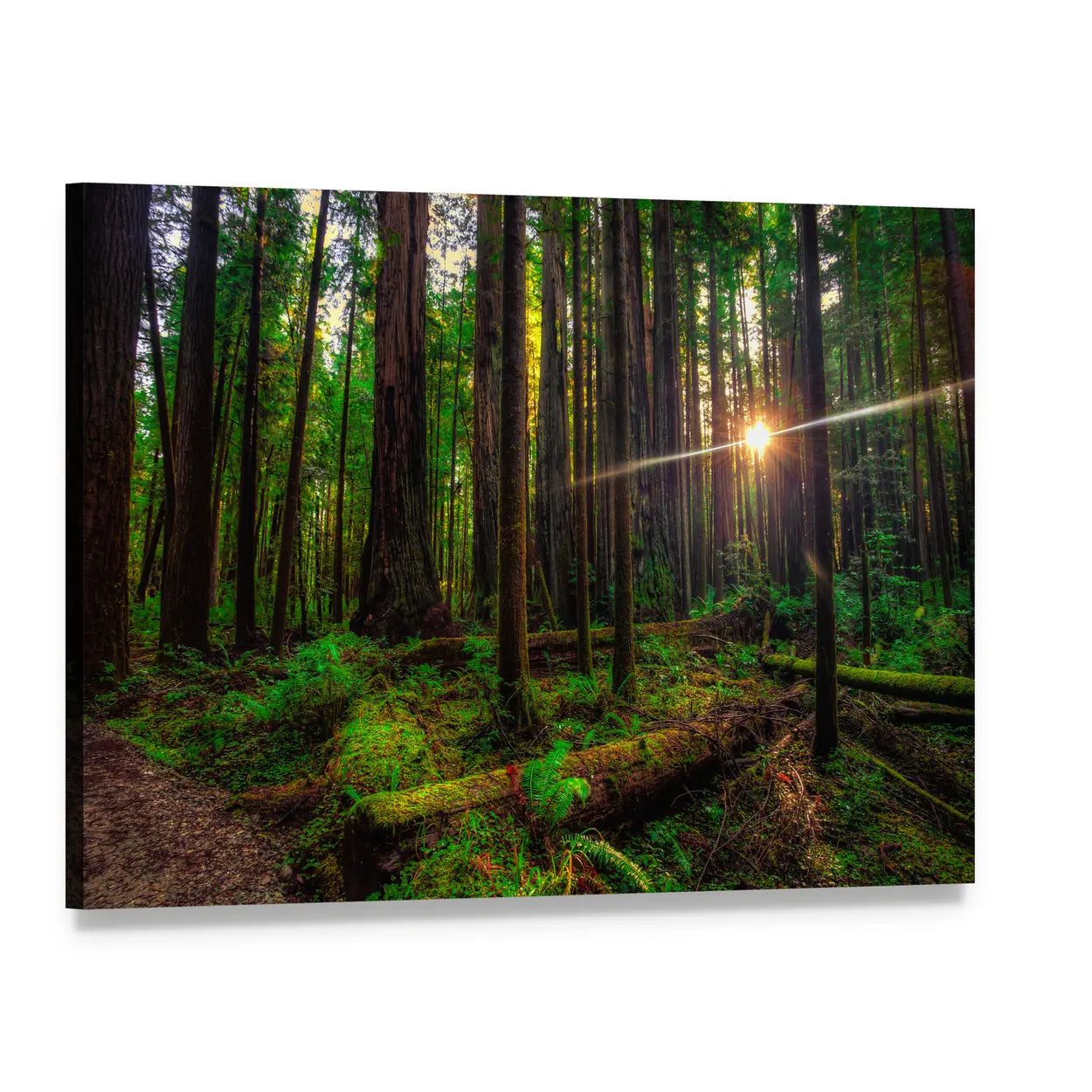 Sunlight in the Redwoods Canvas Wall Art, single panel gallery wrapped canvas, angled product view