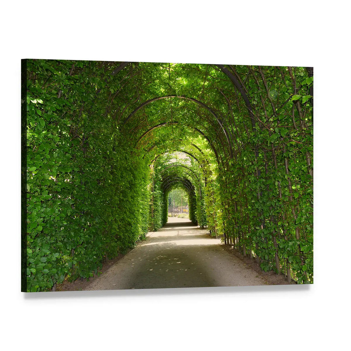 Green Tunnel of Trees Canvas Wall Art, single panel gallery wrapped canvas, angled product view