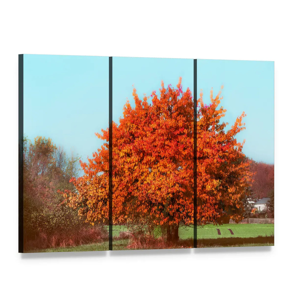 Autumn Tree with Red Foliage Canvas Wall Art, 3 panel 3 Horizontal layout gallery wrapped canvas set, angled product view