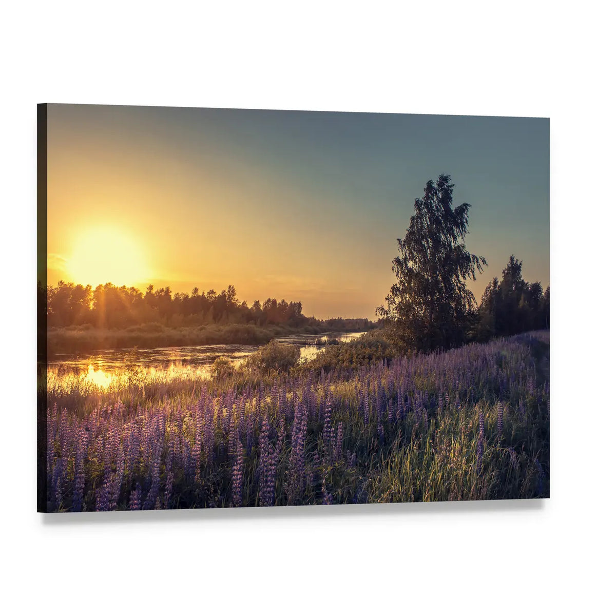 Lupines at Sunset Canvas Wall Art, single panel gallery wrapped canvas, angled product view