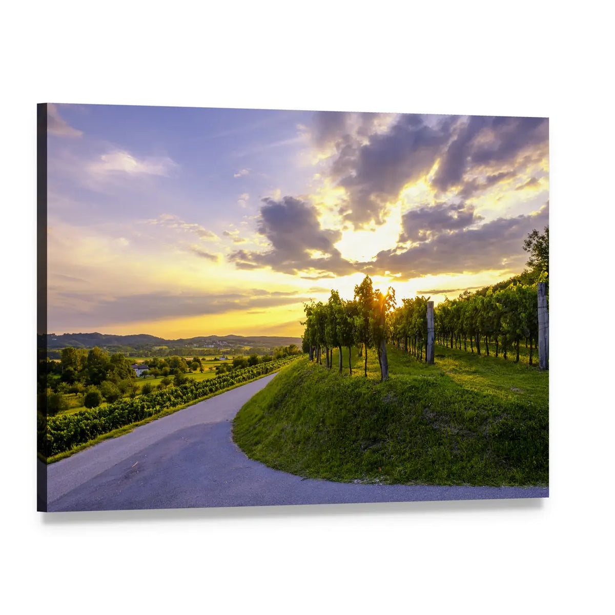 Vipava Valley Vineyard at Sunset Canvas Wall Art, single panel gallery wrapped canvas, angled product view